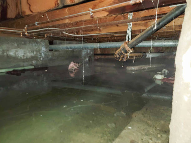 Best Water damage cleanup near me  in Old Stine, CA
